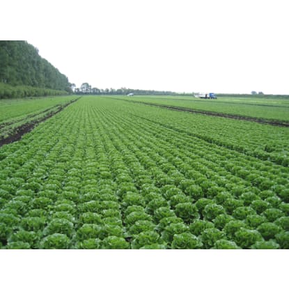 🌱 VEGETABLE FARM FOR SALE – PC-0035 🌱