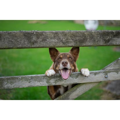 Established Produce, Rural, Pet & Garden Supplies store