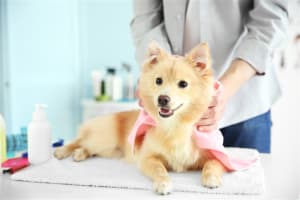 Well Equipped Pet Grooming Business with Cheap Rent - Ref: 16365