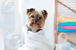 Well Equipped Dog Grooming Spa near the CBD - Ref: 19463