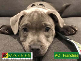 BARK BUSTERS FRANCHISE - ACT.  IDEAL BUSINESS FOR DOG LOVERS!