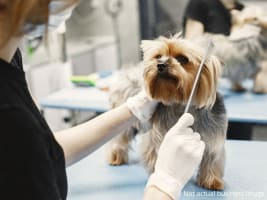 EXPRESS SALE – Pet Grooming at 9 locations in Metro Melbourne