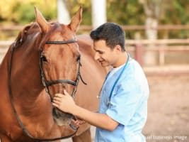 Premium Equine Genetics Import Business – VIC