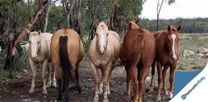 Established Saddlery Retail Business Regional Icon | Freehold Option Available