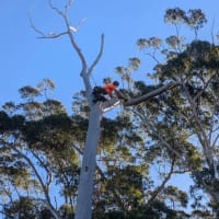 Highly Respected and Profitable Tree Services Business – Central Coast, NSW