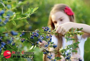 BERRY FARM/COFFEE & ICE CREAM--EUROBIN --1P9205