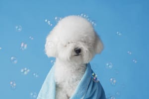 Spacious, Fully-Booked Dog Grooming Studio with Huge Growth Potential – Ideal Owner-Operator Oppo...