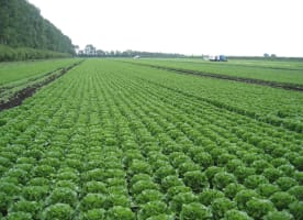 🌱 VEGETABLE FARM FOR SALE – PC-0035 🌱