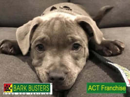 BARK BUSTERS FRANCHISE - ACT.  IDEAL BUSINESS FOR DOG LOVERS!