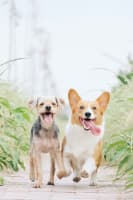 Legacy Brand/ Premium Natural Animal Health & Skincare Brand