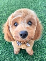 Profitable Dog Breeding Business | Waitlist to 2028
