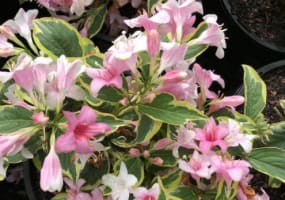 Vjum3na0h51bwghz38nn