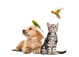 Dog Grooming & Pet Supplies