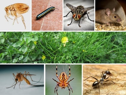Pest and weed service with established clientele