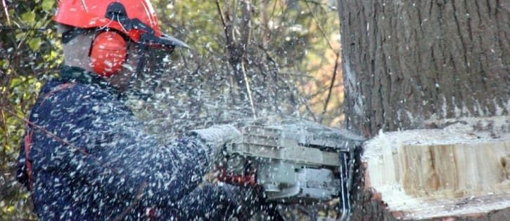 Tree Services