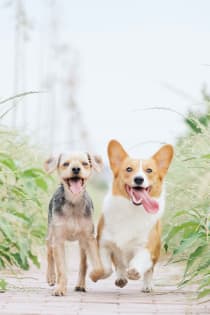 Legacy Brand/ Premium Natural Animal Health & Skincare Brand