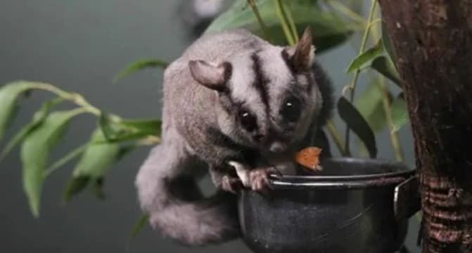 Profitable Pest Control Business for Sale