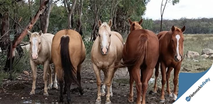 Established Saddlery Retail Business Regional Icon | Freehold Option Available