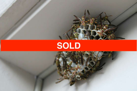 SOLD Carpet Cleaning & Pest Control Business Chermside QLD