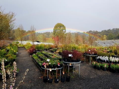 Established Retail Nursery – Emerald | Tree Change Opportunity