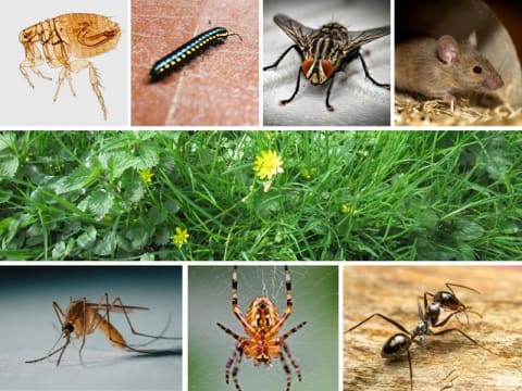 Pest and weed service with established clientele