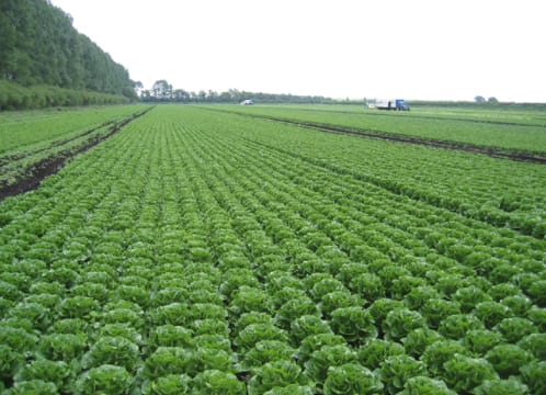 🌱 VEGETABLE FARM FOR SALE – PC-0035 🌱