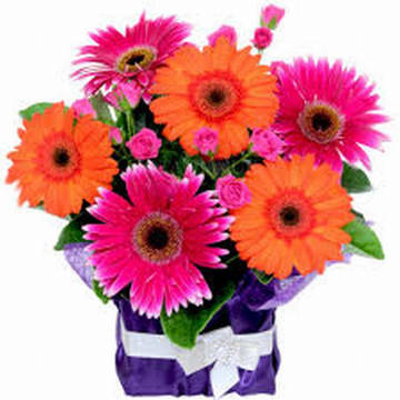 Mkid0nwk0ppyblxppz1w