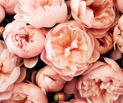 N.O.R. Successful Florist – Retail & Online – NP $140k+