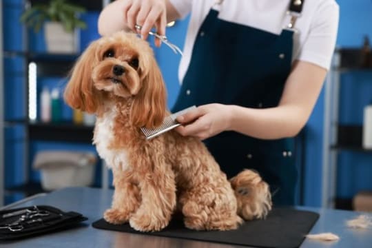 Established Dog Grooming Salon | $2,600 PW Takings | Only 4 Days