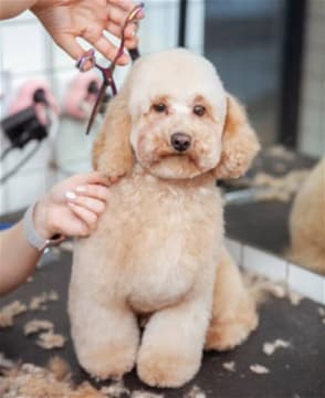 Dog Grooming & Pet Supplies
