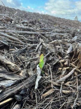 G & S PLANTATION SERVICES PTY LTD