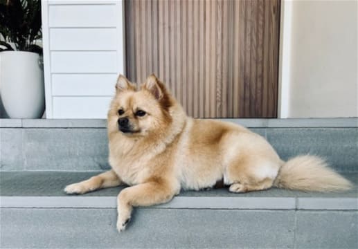 Established Boutique Dog Grooming Business with Growth Potential