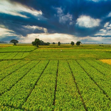 Global Leader in Broadacre Farming Machinery - 80% Sale 5898