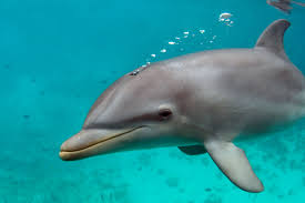 Dolphin