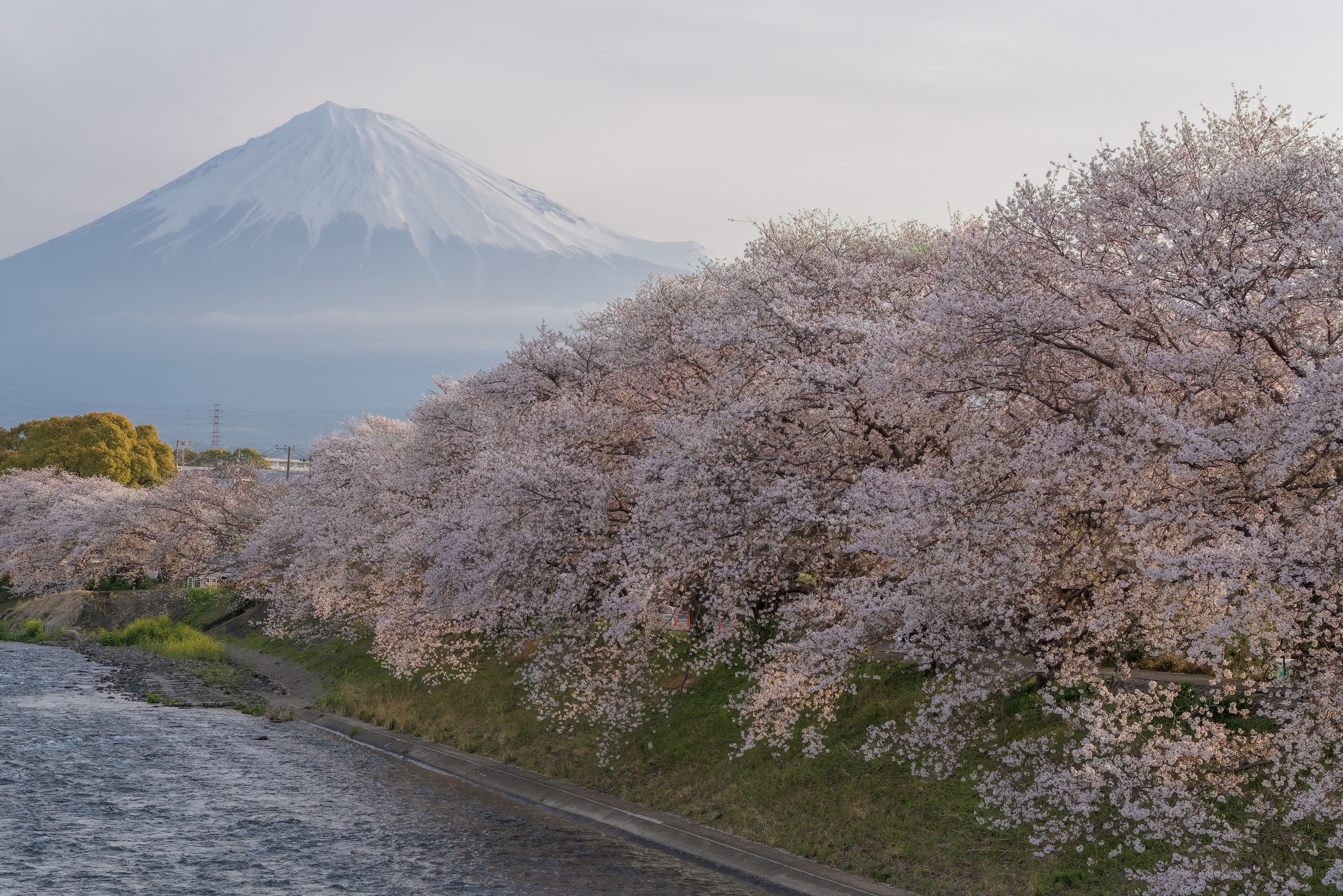 ～春に希みて～