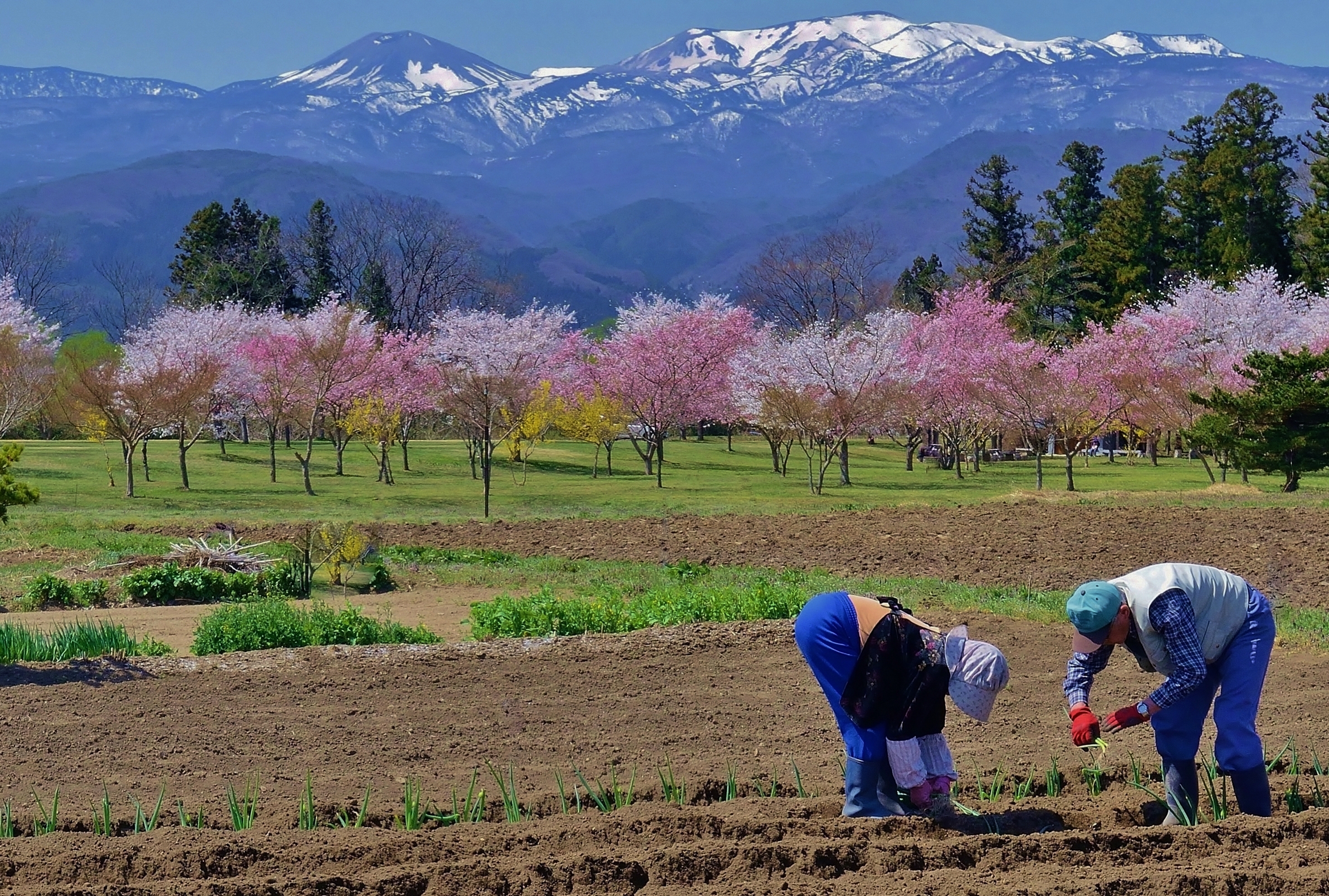 雪ウサギに誘われて