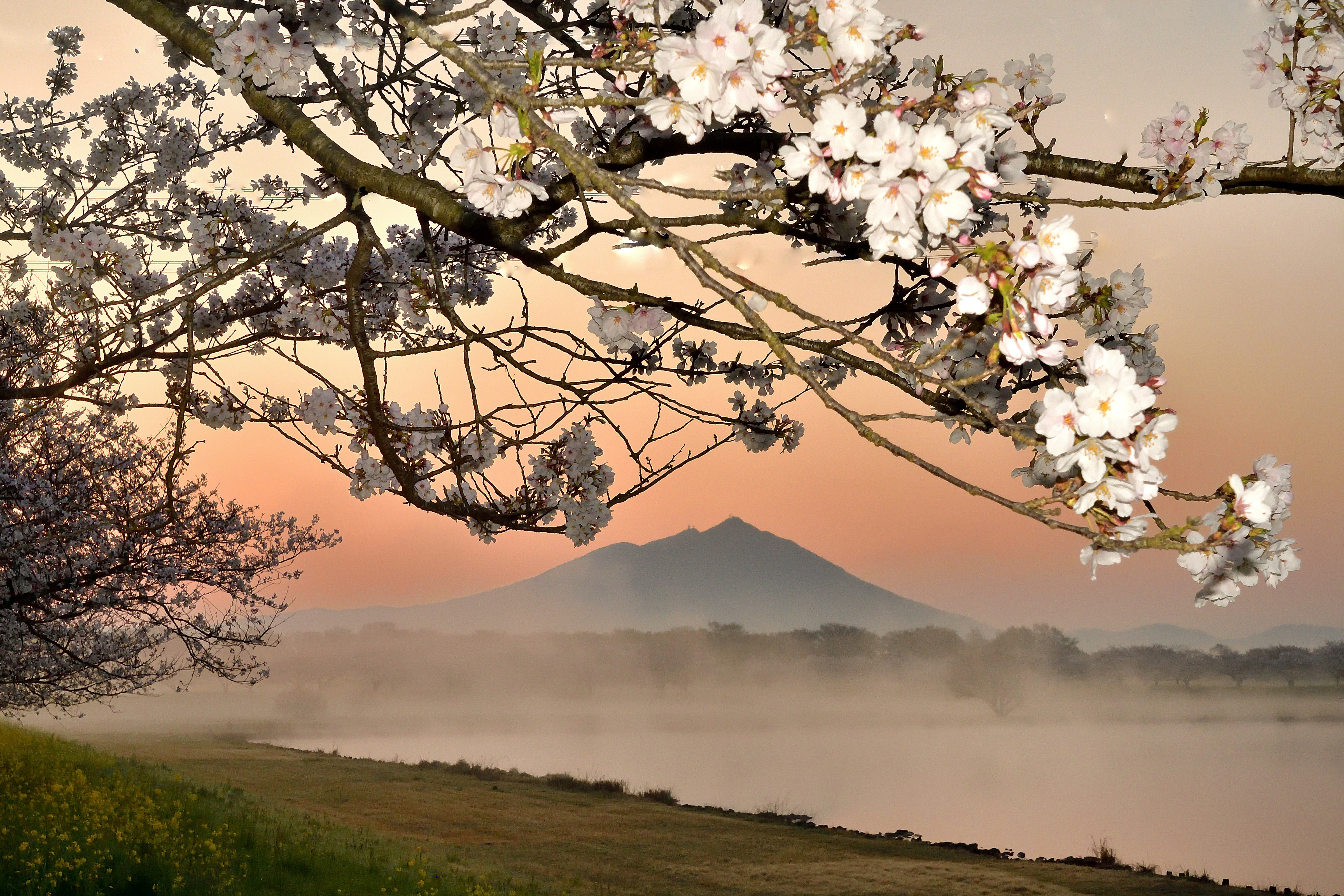 花冷え毛嵐の朝