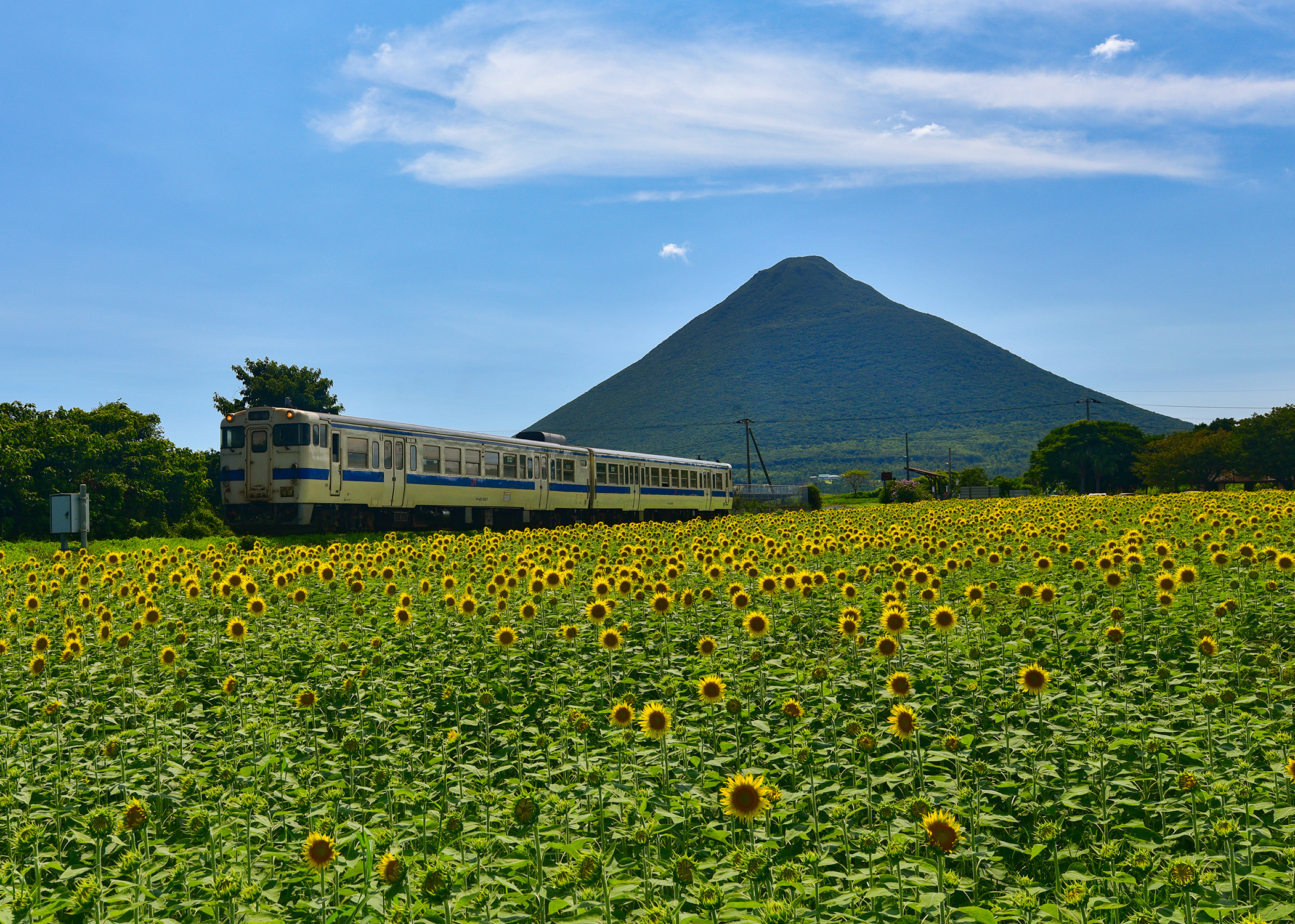 ヒマワリ畑と薩摩富士（開聞岳）