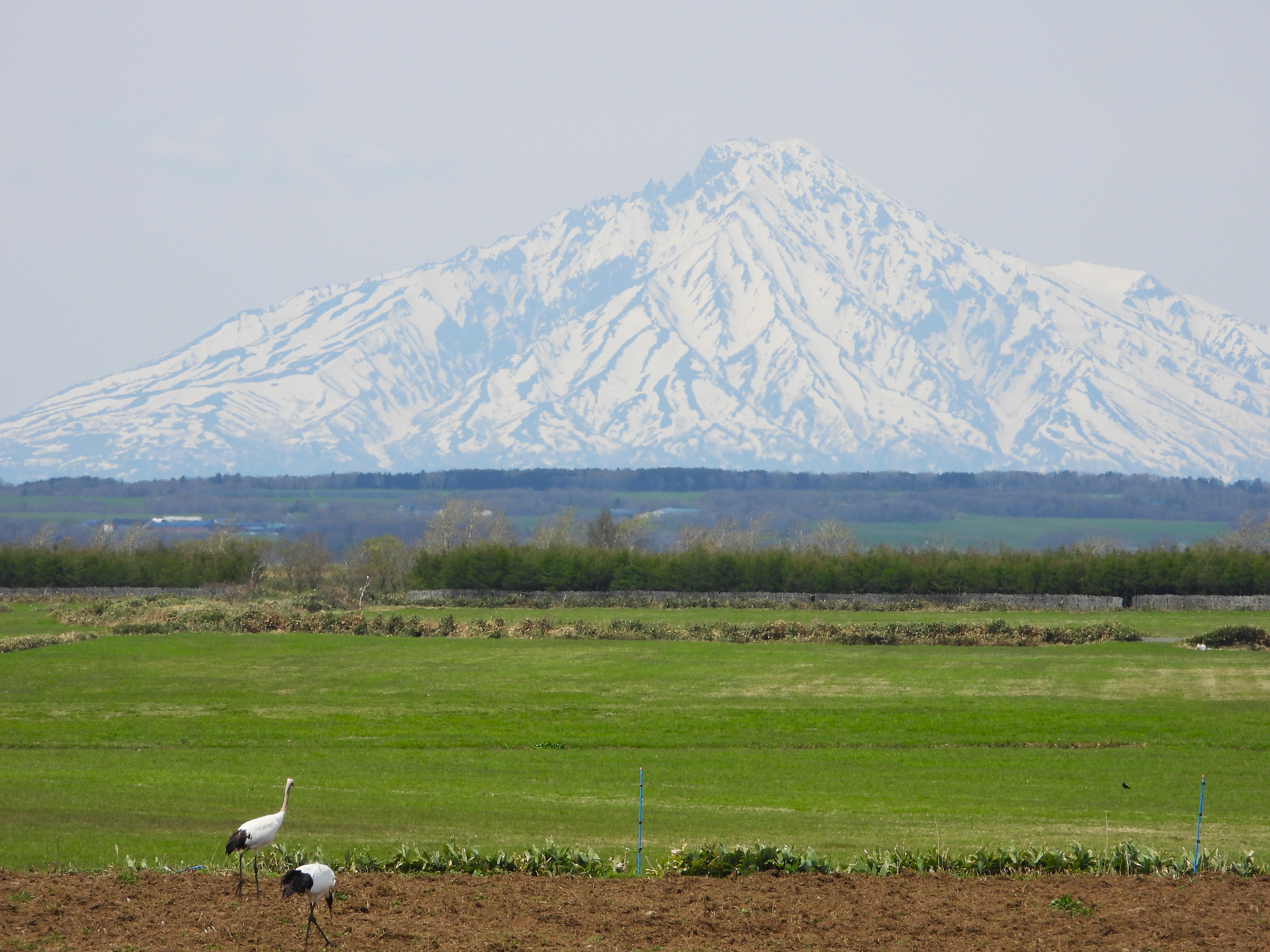 丹頂鶴と利尻富士