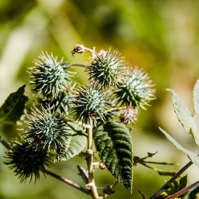 Castor Oil Plant - Ricinus communis L.