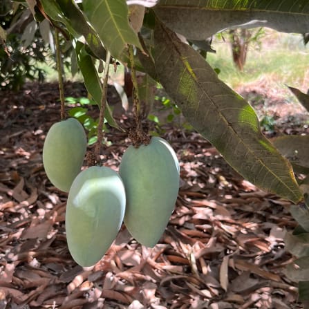 click to learn more about mangos  from india