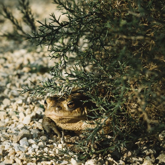 A toad peeks out from under a low herb bush on gravel, blending into the garden.
