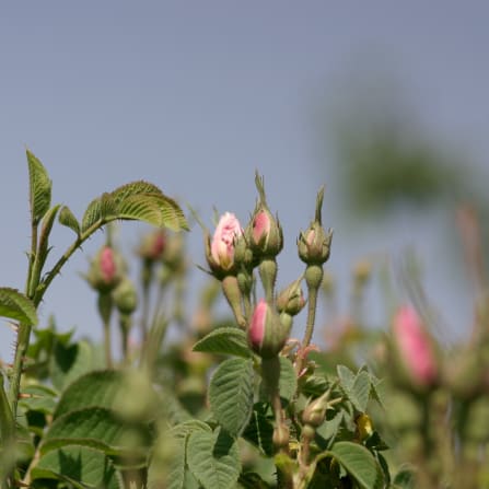 Pink rosebuds on thorny stems with green leaves, softly blurred against a pale sky.