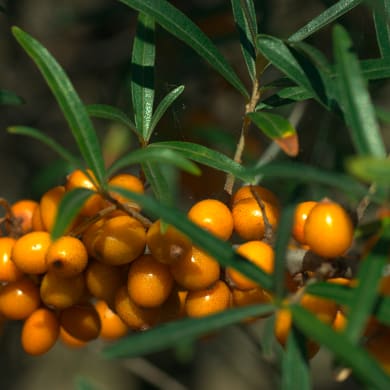 Sea Buckthorn - Hippophae rhamnoides L.