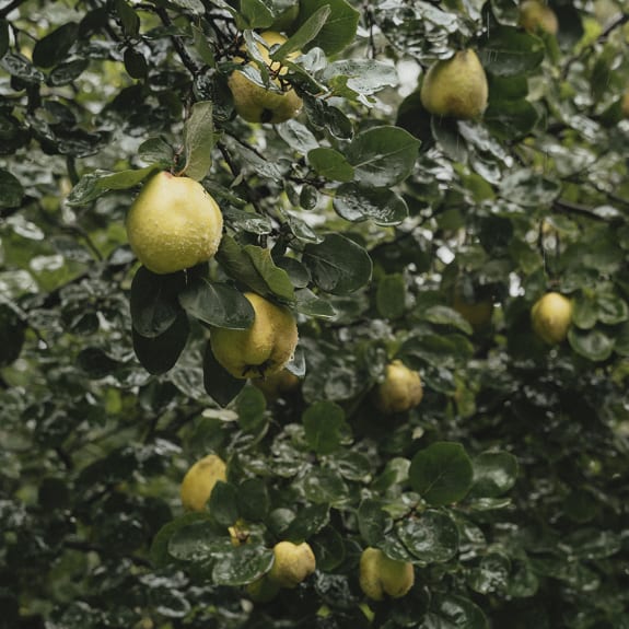 Pears hanging on a leafy tree branch, with wet green leaves and several ripe yellow fruits.