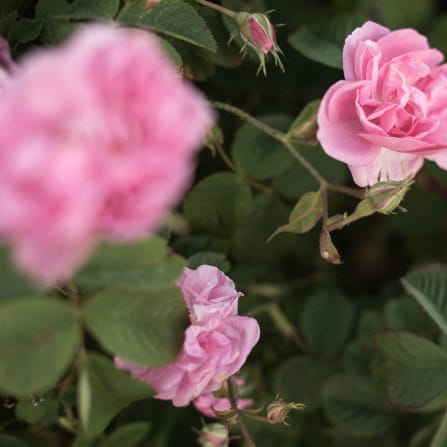 click to learn more about rose oil