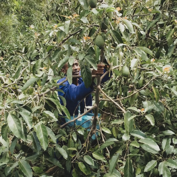 A man pictured crouching behind an avocado plant.