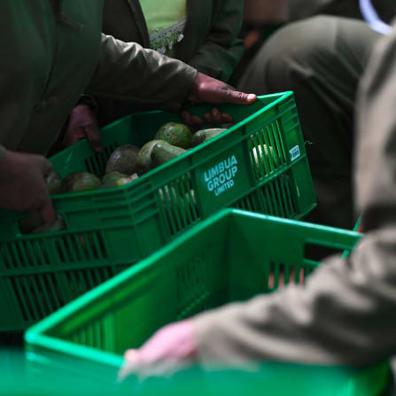 click to learn more about our partnership with organic farmers in Kenya