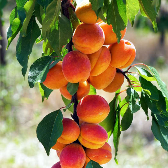 Cluster of ripe apricots hanging on a tree branch among green leaves, lit by bright sunlight.
