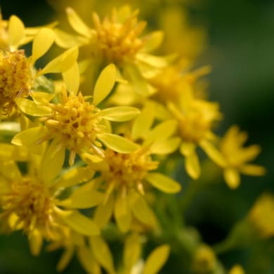 Goldenrod - Solidago virgaurea L.
